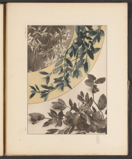 Panels with lemons, laurel branches, and edelweiss
