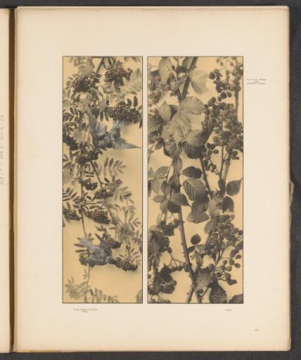 Two panels with wild rowan, birds, and blackberries