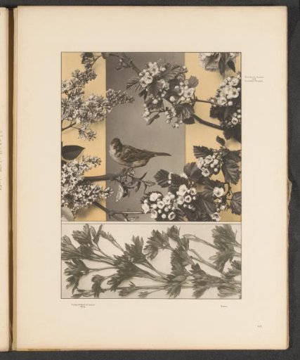 Panels with shoots of peonies, cherry blossoms, and a bird