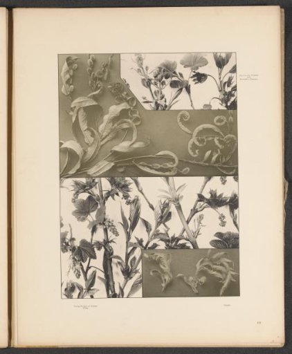 Panels with maple leaves, currants, hazelnuts, and poppy leaves