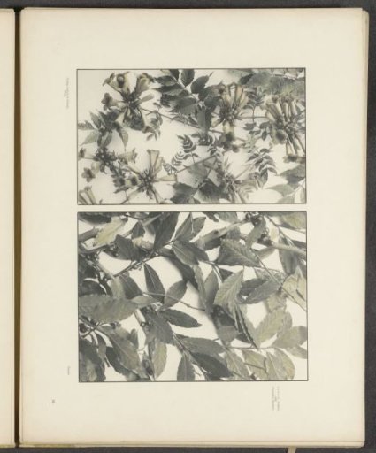 Two panels with trumpet bush and laurel