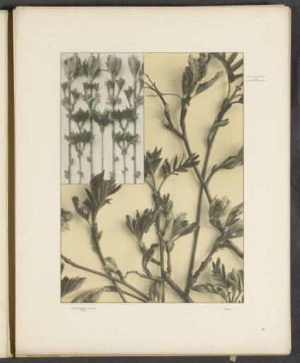 Panels with shoots of the wild mountain ash