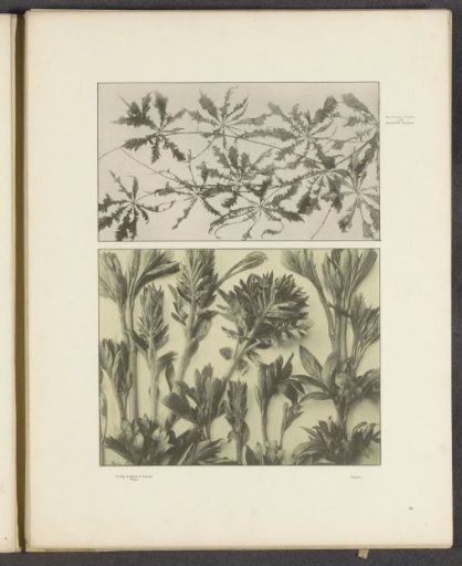 Two panels with Japanese maple and shoots of peonies
