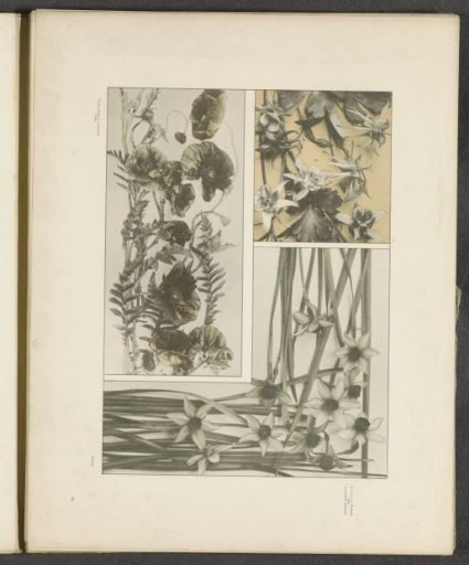 Panels with narcissi and bulbous poppies