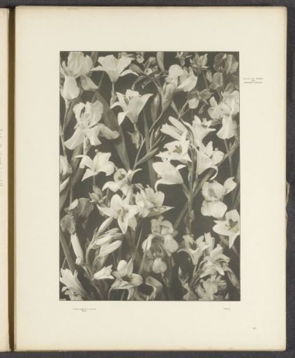 Panel with lilies and tuberose