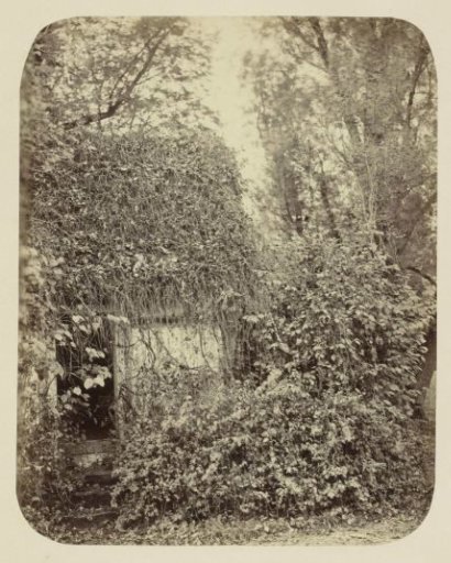 Garden with ivy