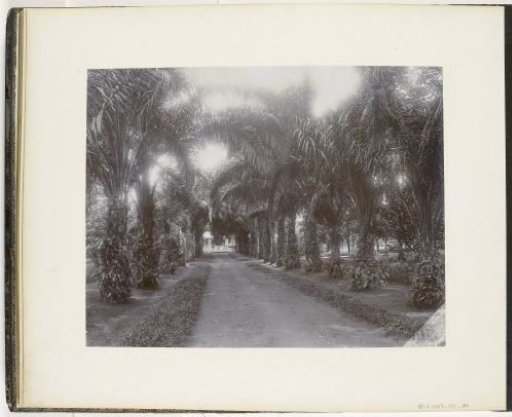 View along the Oliepalmen Allee St. Cyr, Sumatra (Oelpalmen Allee St. Cyr)