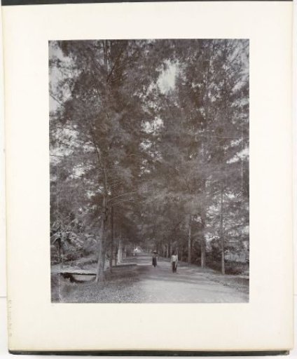 View of Tjemara Allee, Tandjong Poera, Sumatra (Tjemara Allee Tandjong Poera)