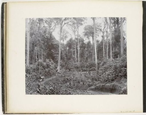View of a row of tall Toealang trees, Rinteh Estate, Sumatra (Toealang Part of Goenoeng Rinteh Estate)
