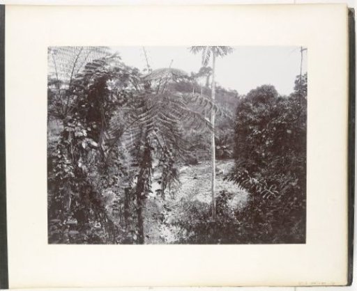 View of the forest, Rimhoen Estate, Sumatra (Forest Part Rimhoen Estate)