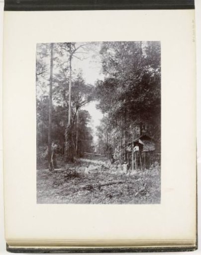 View along a road through the primeval forest, Sumatra (Road from the Primeval Forest)