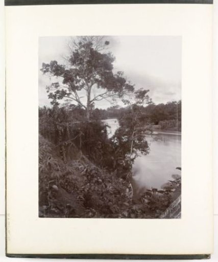 View along the bank of the Wampoe River, Sumatra (Wampoe River)