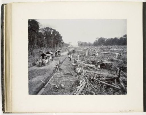 Clearing jungle for a plantation in Sukaranda