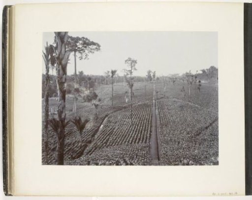 View of the rows of sown trees at Soengei Dirki, Sumatra (Sown Trees Soengei Dirki)