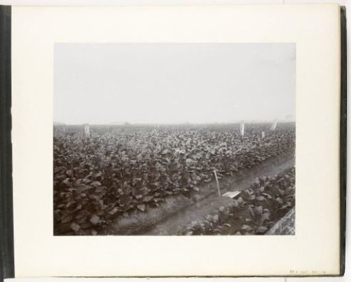 View of the rows of sown trees at Soengei Dirki, Sumatra (Sown Trees Soengei Dirki)
