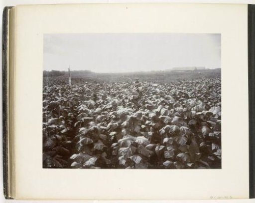 View of the seedbeds with ripe tobacco plants on the Rotterdam Estate, Sumatra (Ripe Tobacco Rotterdam Estate)