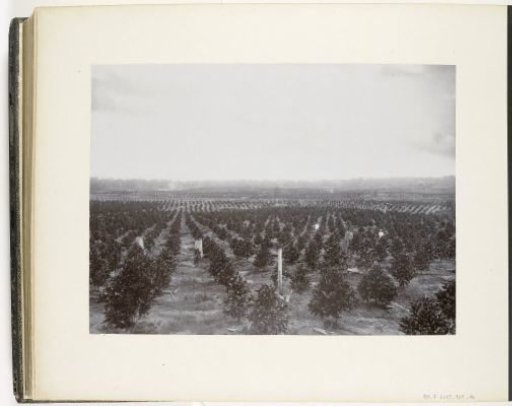 View of a field with young coffee plants, Sumatra (Young Coffee)