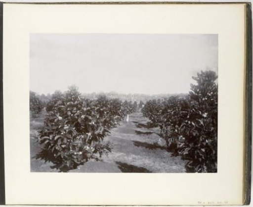 Flowering coffee trees, Sumatra (Flowering Coffee Trees)