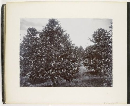 Coffee trees with fruit, Sumatra (ripe coffee)