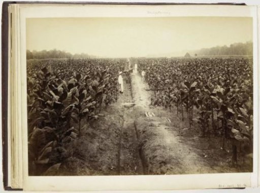 On the tobacco plantation, Langkat Sumatra