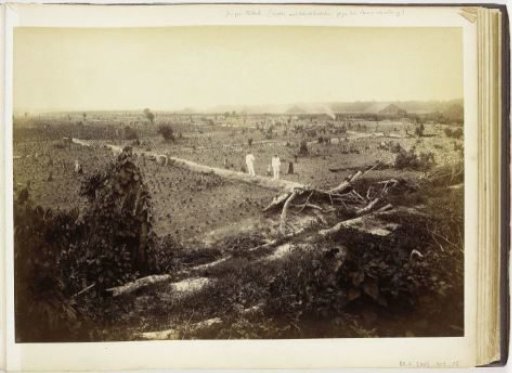 View of the fields with young tobacco, Langkat Sumatra