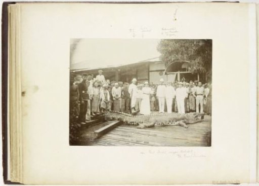 Paul and Lucie Sandel with a large company and a crocodile captured by Paul, Tandjong Poera, Langkat Sumatra