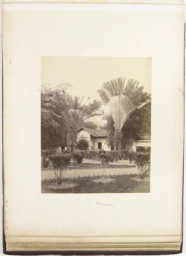 View of a house with garden and palm trees, Langkat Sumatra