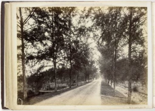 View in an avenue with trees, Sumatra