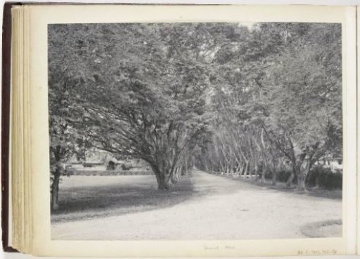 View in the Sennah Allee, Langkat Sumatra