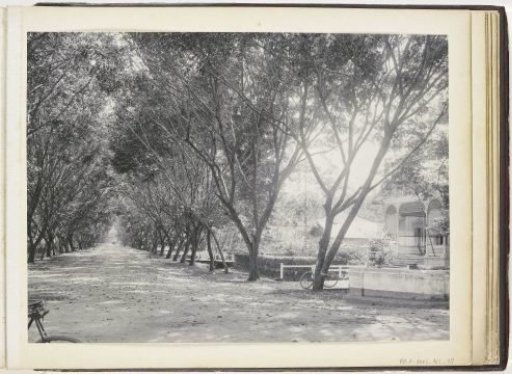 View in the Sennah Allee with the Klambir Club, Langkat Sumatra