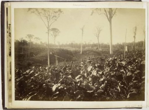View of the tobacco plantation Glen Bervie, Langkat Sumatra