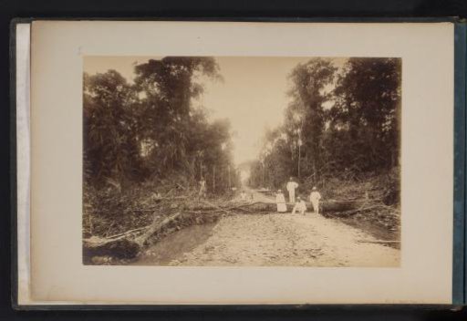 Europeans posing by a felled tree during the construction of a road through the jungle in Redagei, Sumatra