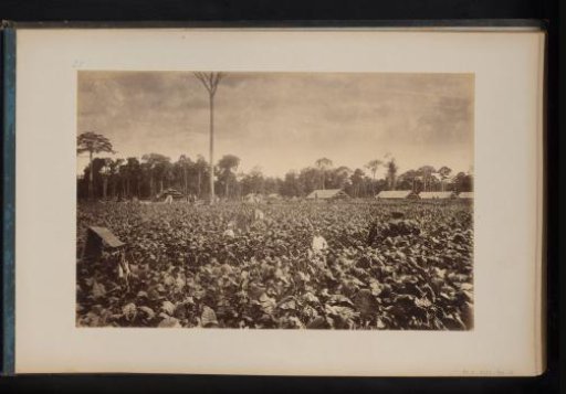 Field of tall tobacco plants at the Ludwigsburg Plantation, Sumatra