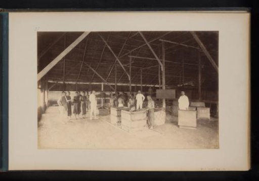 Tobacco pressers in Tandjong-Retoes, Sumatra
