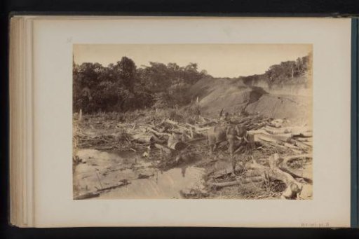 Worker on an elephant dragging logs in a cleared piece of primeval forest in Lau-Boentoe, Sumatra