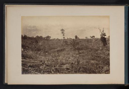 Cleared jungle in Quali Mintchirim, Sumatra