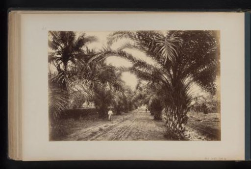 Avenue with palm trees in Bekioen, Sumatra