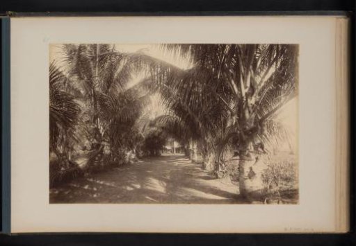 Avenue with palm trees in Soengei Diski, Sumatra