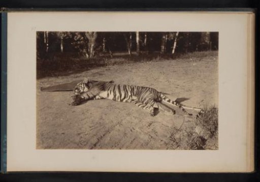 Dead Bengal tiger in Boeloeh-Tjina, Sumatra