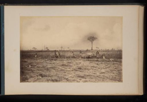 Farmers plowing the land with buffaloes, Sumatra