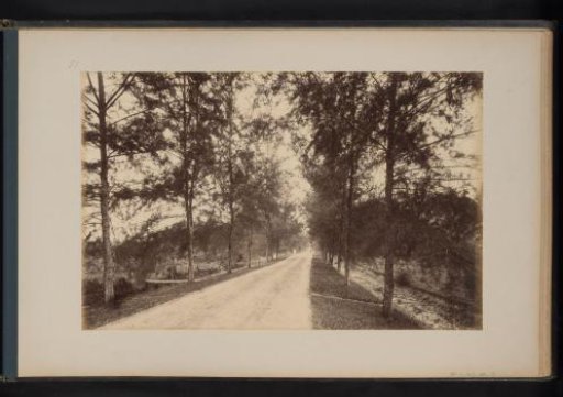 Avenue of cemara trees in Tandjong Poera, Sumatra
