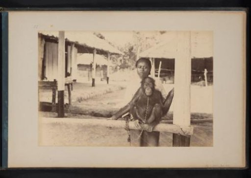 Sumatra, contract laborer with an Orangutan