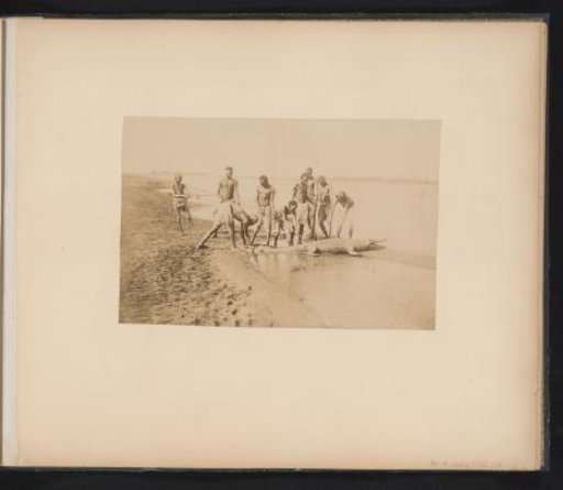 Group of boys with a crocodile on a beach, Egypt