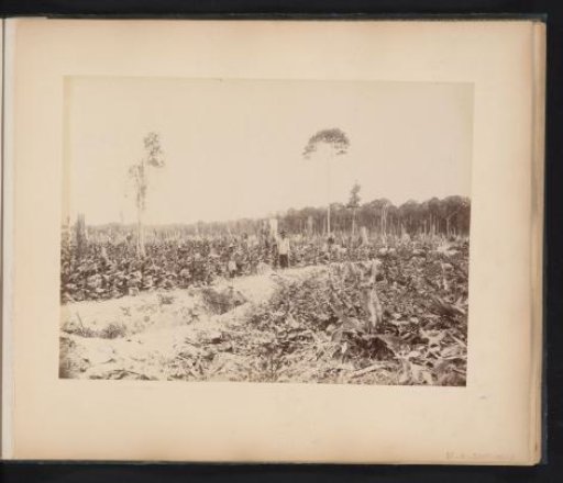 Chinese servants in a tobacco field, probably in Langkat, Sumatra