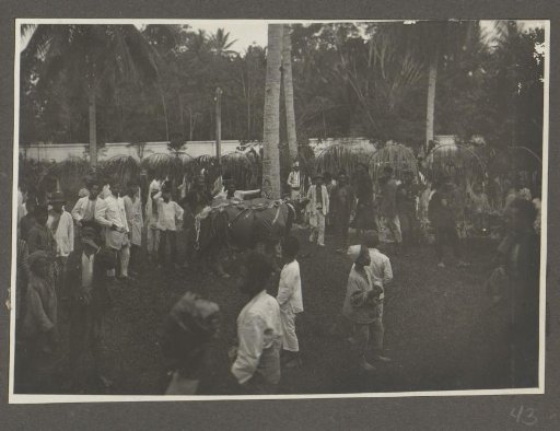 Decorated cow with onlookers in front of the Sultan of Langkat's palace