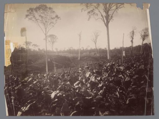 View of the tobacco plantation Glen Bervie, Langkat Sumatra