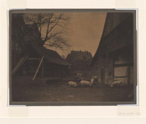 Farmyard with pigs, Netherlands