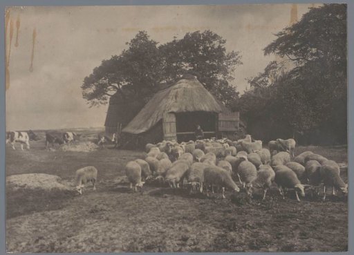 The Sheepfold