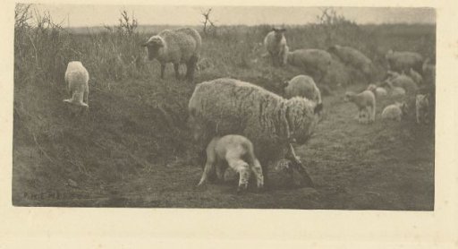 Sheep on the heath in Suffolk