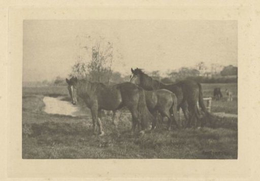 Foals in a meadow in Norfolk